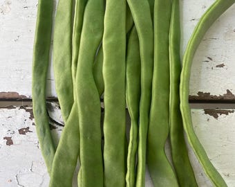 Organic Northeaster Romano Heirloom Bean Seeds Excellent Gourmet Quality and Flavor