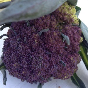 Organic Purple Sprouting Broccoli Heirloom Seeds Easy to Grow Delicious Sweet Flavor