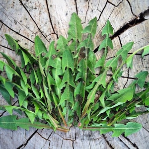 Organic Arugula Rocket Gourmet Culinary Greens Cool Season Crop Seeds