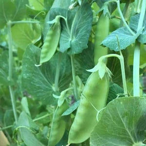 Sementes orgânicas MAMMOTH Melting Sweet Snow PEAS Rare Heirloom Non Gmo