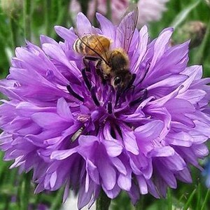 Paarse vrijgezellenfeestjes jaarlijks mauve snijtuin boeket bloemzaden