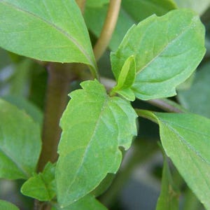 Organic HOLY BASIL Kappor Medicinal Adaptogenic Rare HEALING Herb Seeds
