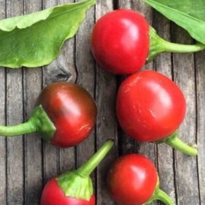 Organic HOT CHERRY Bomb Unique Stuffing Pickling Prolific RARE Seeds