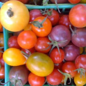 red cherry tomato