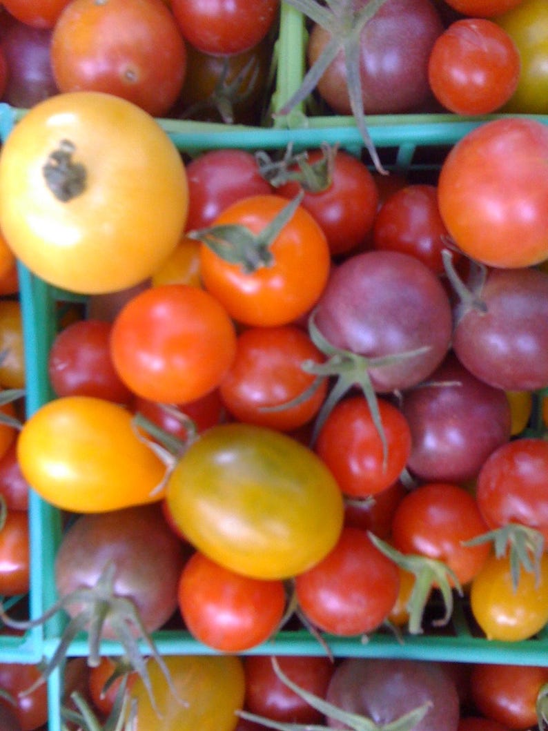 red cherry tomato