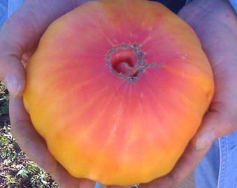 Organic Hawaiian Pineapple Beefsteak Tomato Gourmet Seeds Best Tasting Orange Slicer