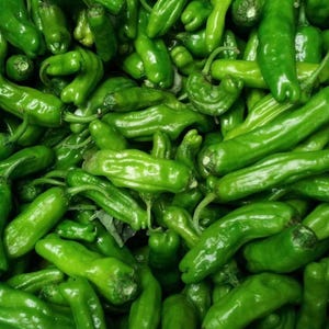 Organic SHISHITO Pepper Rare Japanese Heirloom Frying Pepper Seeds