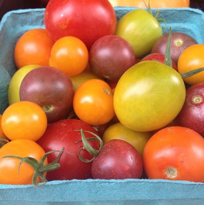 organic tomato seeds