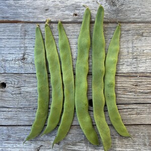 Organic Northeaster Beans| Romano Flat Podded| Italian Heirloom Bean| BEST Tasting| Tender GOURMET Quality Flavor| Best Seller|Rare Seeds image 7