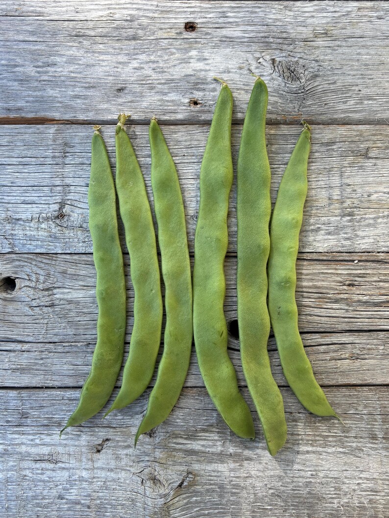 Organic Northeaster Beans| Romano Flat Podded| Italian Heirloom Bean| BEST Tasting| Tender GOURMET Quality Flavor| Best Seller|Rare Seeds image 7
