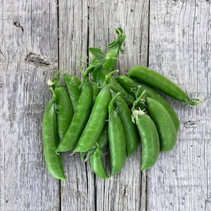 Organic Sugar ANN Snap Peas Sweet Crisp Juicy Rare Heirloom SEEDS