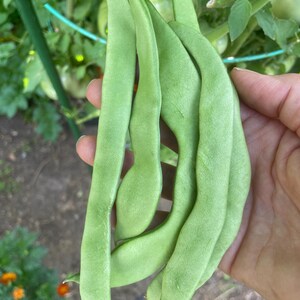 Organic Northeaster Beans| Romano Flat Podded| Italian Heirloom Bean| BEST Tasting| Tender GOURMET Quality Flavor| Best Seller|Rare Seeds image 9