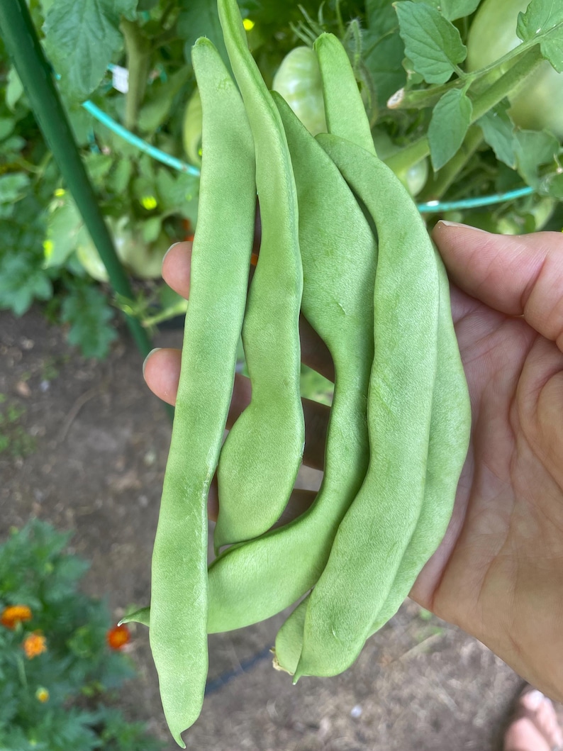 Organic Northeaster Beans| Romano Flat Podded| Italian Heirloom Bean| BEST Tasting| Tender GOURMET Quality Flavor| Best Seller|Rare Seeds image 9