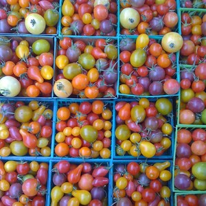 heirloom cherry tomato seeds
