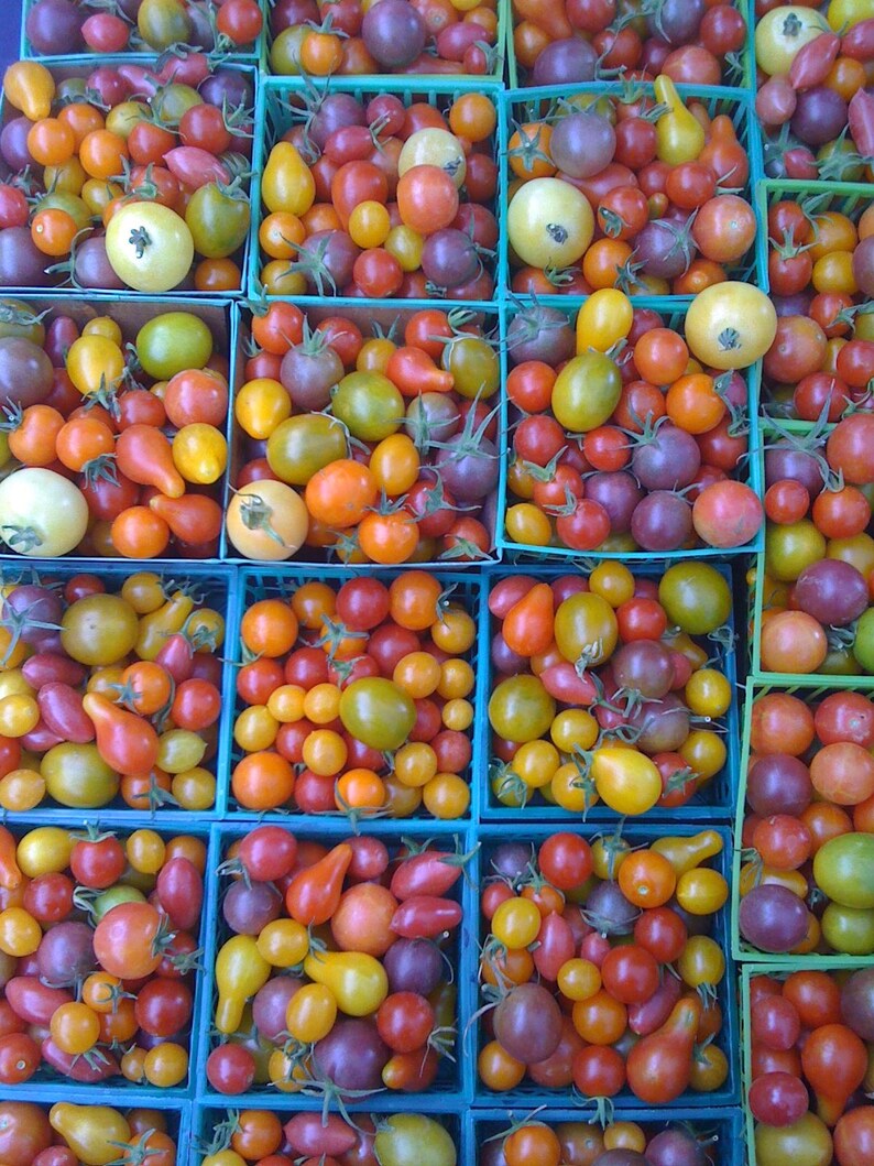 heirloom cherry tomato seeds
