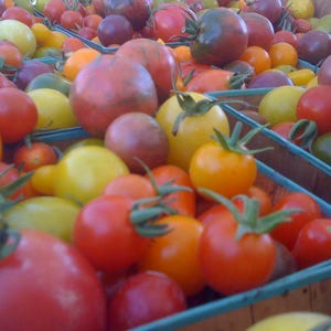 purple tomato seeds