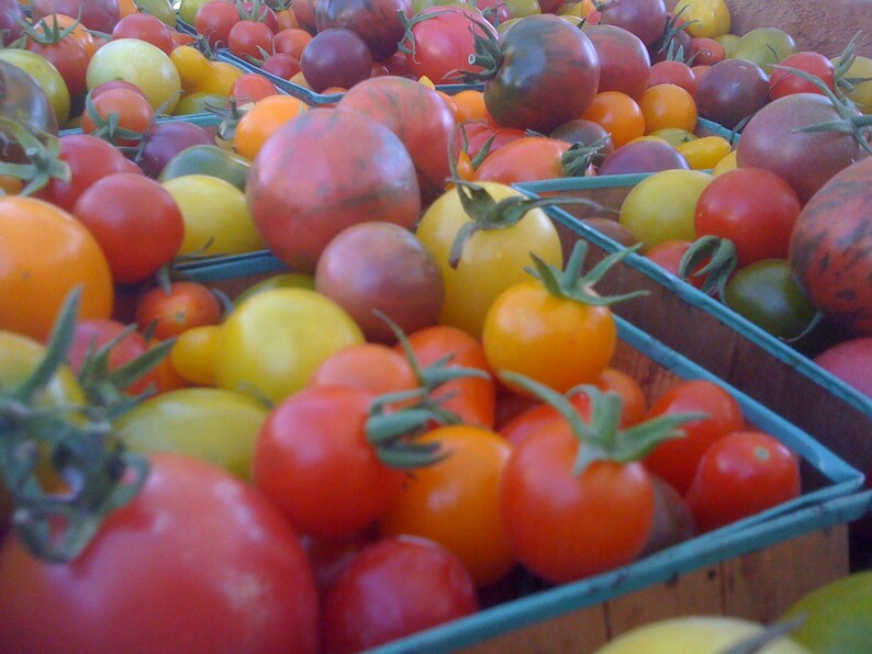 purple tomato seeds