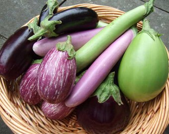 Organic EGGPLANT MIXER Variety Pack Italian Asian Rare Heirloom Non Gmo Seeds
