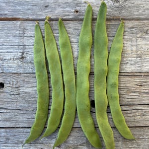 Organic Northeaster Beans| Romano Flat Podded| Italian Heirloom Bean| BEST Tasting|  Tender GOURMET Quality Flavor| Best Seller|Rare Seeds