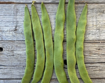 Organic Northeaster Beans| Romano Flat Podded| Italian Heirloom Bean| BEST Tasting|  Tender GOURMET Quality Flavor| Best Seller|Rare Seeds