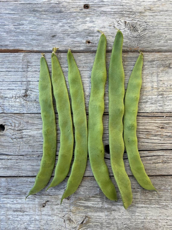 Organic Northeaster Beans| Romano Flat Podded| Italian Heirloom Bean| BEST Tasting|  Tender GOURMET Quality Flavor| Best Seller|Rare Seeds