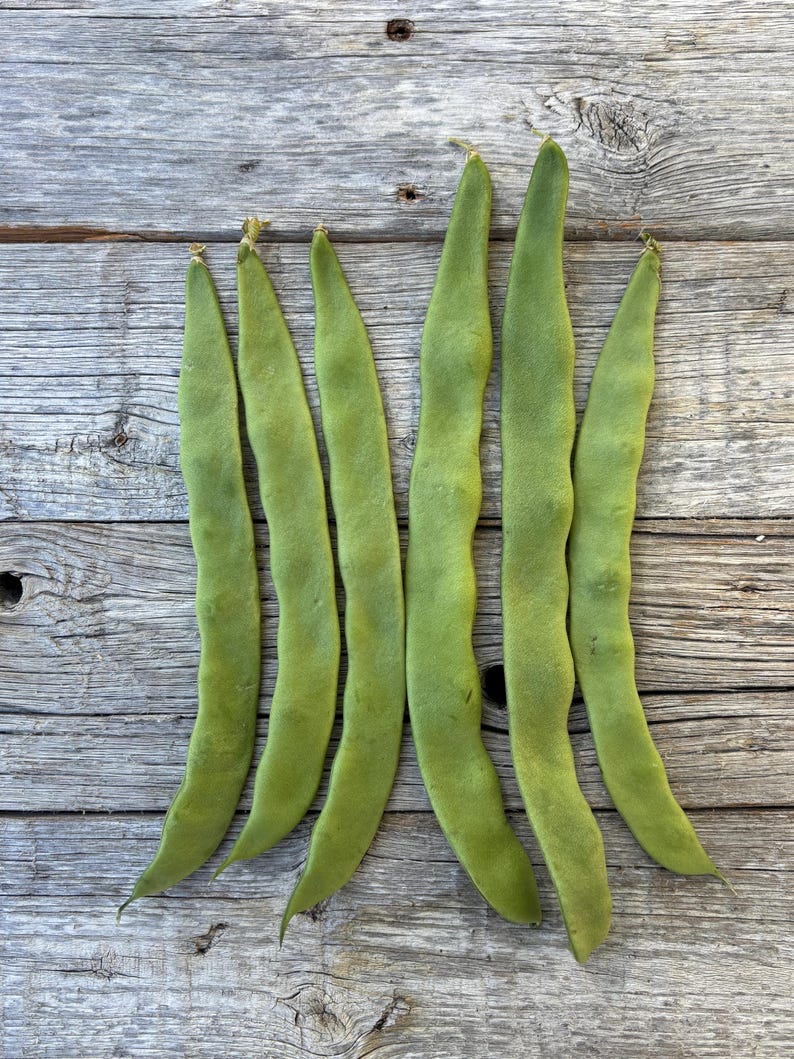 Organic Northeaster Beans| Romano Flat Podded| Italian Heirloom Bean| BEST Tasting| Tender GOURMET Quality Flavor| Best Seller|Rare Seeds image 1