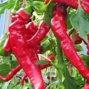 May include: Close-up of vibrant red chili peppers growing on a plant. The peppers have a unique, elongated shape with a slight curve, and are surrounded by green leaves. The image showcases the natural beauty of the peppers.
