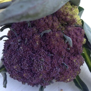 Organic Purple Broccoli Rare Italian Heirloom Variety Superior Flavor Seeds