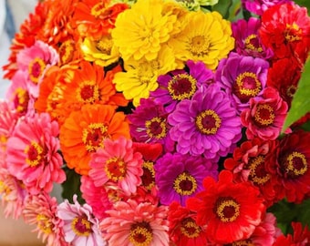 Peut inclure: Un bouquet de zinnias colorés dans des tons de jaune, orange, rose, rouge et violet. Les fleurs sont disposées dans un style lâche et naturel.