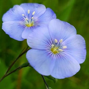 Blue Flax Drought Tolerant Water Wise American Native Perennial Wildflower Seeds