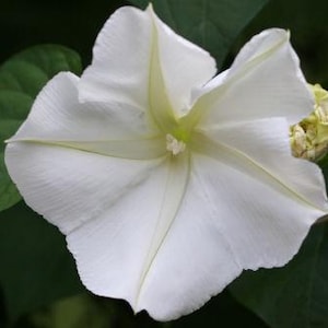 Fragrant Moonflower Seeds Exotic Tropical Annual Flowers Unique Night Blooming