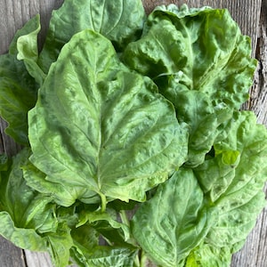 Biologische basilicumsla, culinaire gastronomische kruidenzaden