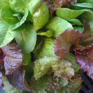 Organic SALAD BOWL LETTUCE Custom Mix Best Selling Rare Heirloom Seeds