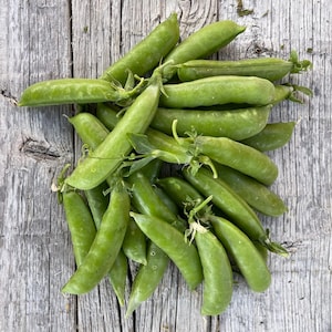 Organic Sugar Daddy SNAP Peas Heirloom Sweet Stringless Short Variety