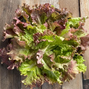 May include: A bunch of red leaf lettuce with green and red leaves. The lettuce is fresh and ready to eat.
