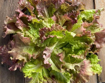 Organic New Red Fire Cold Tolerant Open Pollinated Lettuce Seeds Unique Rare Excellent Quality