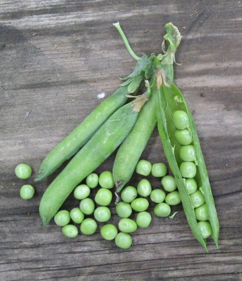 BOGO Organic Green Arrow Shelling Peas |fresh |flavorful Sweet Heirloom ...