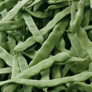 Organic Northeaster Beans| Romano Flat Podded| Italian Heirloom Bean| BEST Tasting| Tender GOURMET Quality Flavor| Best Seller|Rare Seeds image 2