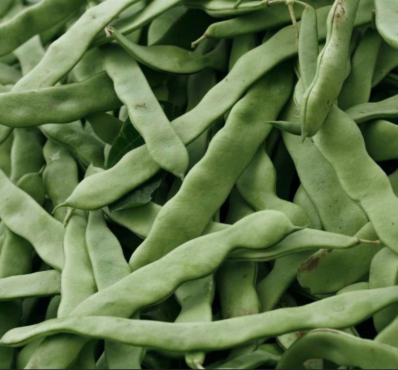 Organic Northeaster Beans| Romano Flat Podded| Italian Heirloom Bean| BEST Tasting| Tender GOURMET Quality Flavor| Best Seller|Rare Seeds image 2