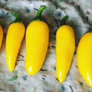 Organic LEMON Jalapeno Unique Citrusy Flavored Hot Pepper SEEDS