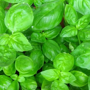 Organic SWEET Basil Classic Excellent Quality Best Flavor Italian SEEDS