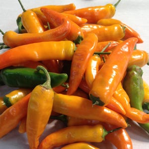 Organic Orange JALAPENO Unique Rare Delicious Citrusy Hot Sauce Pepper SEEDS