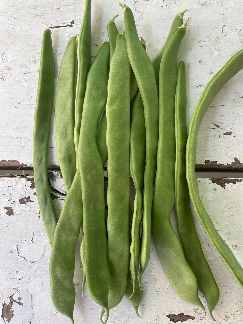Organic Northeaster Beans| Romano Flat Podded| Italian Heirloom Bean| BEST Tasting| Tender GOURMET Quality Flavor| Best Seller|Rare Seeds image 6