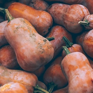 Organiczny ORZECH MIODOWY BUTTERNUT Pojedyncza porcja dyni zimowej Słodki przysmak Rzadkie nasiona