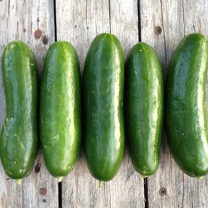 Persian cucumber seeds - Etsy 日本