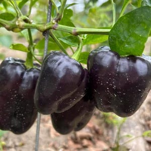 Organic Purple Beauty Sweet Bell Pepper Heirloom Seeds Excellent Flavor and Quality