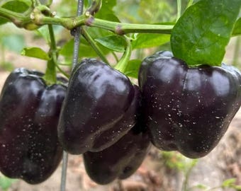 Organic Purple Beauty Sweet Bell Pepper Heirloom Seeds Excellent Flavor and GOURMET Quality BEST Seller