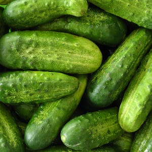Organic National PICKLING Cucumber Best Classic Pickling Variety High Quality Rare Seeds