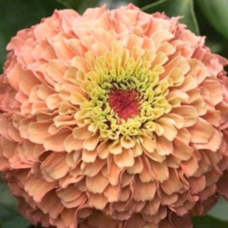 Vibrant Rare Zinnia Seeds View Photography Vibrant Rare Zinnia Seeds View Photography