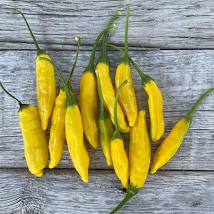 Organic LEMON AJI Hot Pepper Lemon Drop Unique Citrusy Rare SEEDS